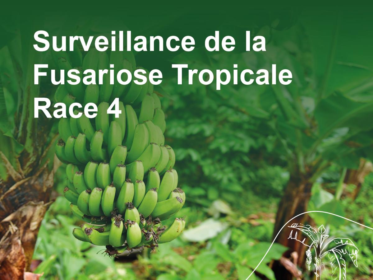 Surveillance de la Fusariose Tropicale Race 4