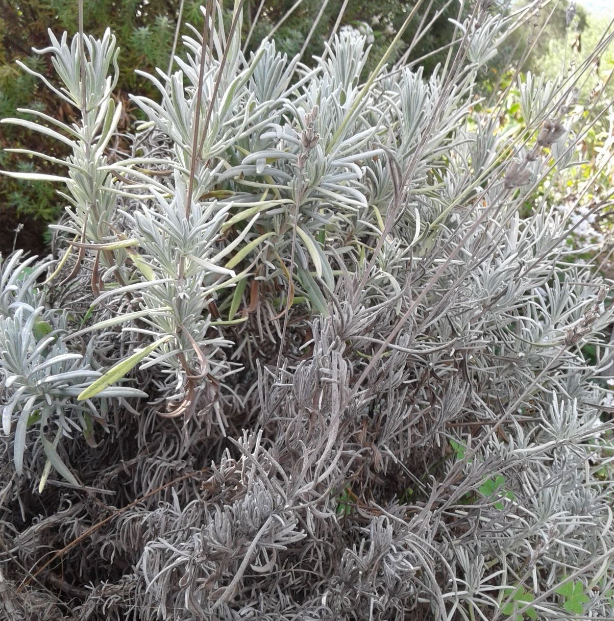 Lavandula angustifolia positive à Xf FREDON Corse