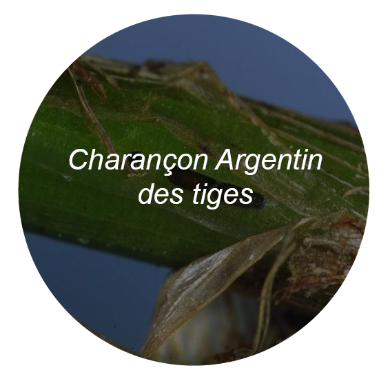 Charencon argentin