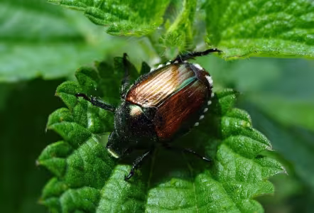 insecte