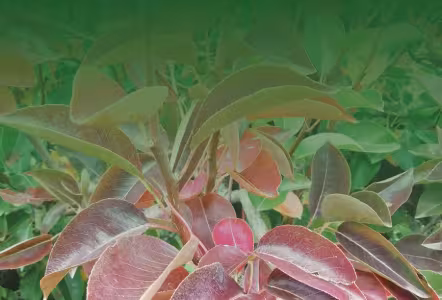 pear