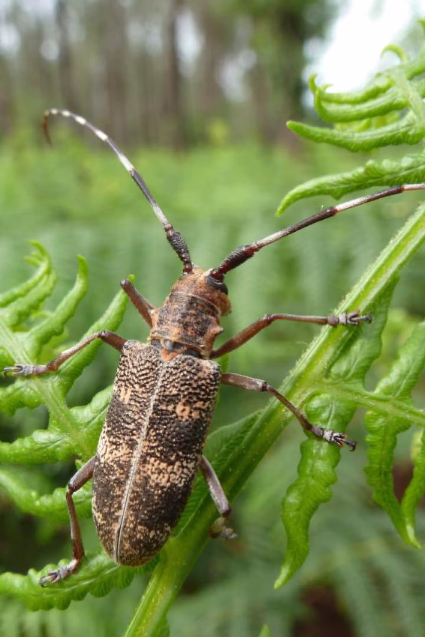 nématode