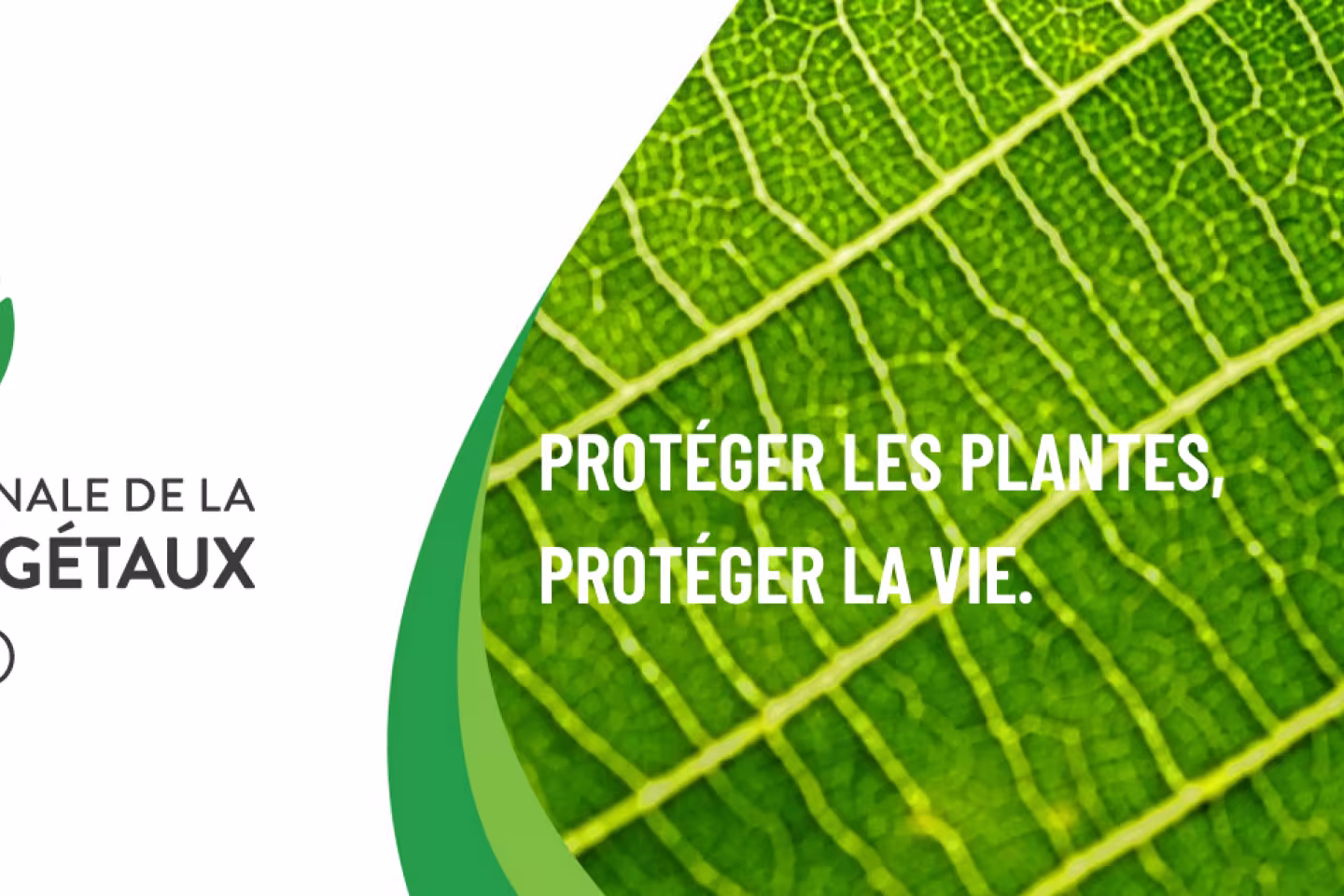 Année internationale de la santé des plantes