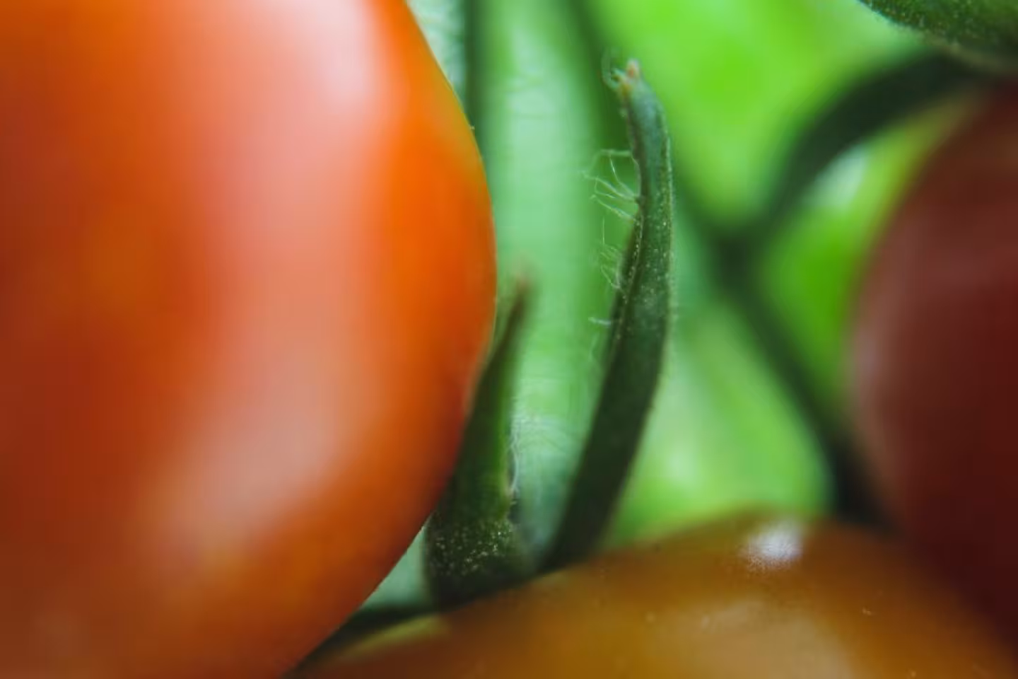 tomates