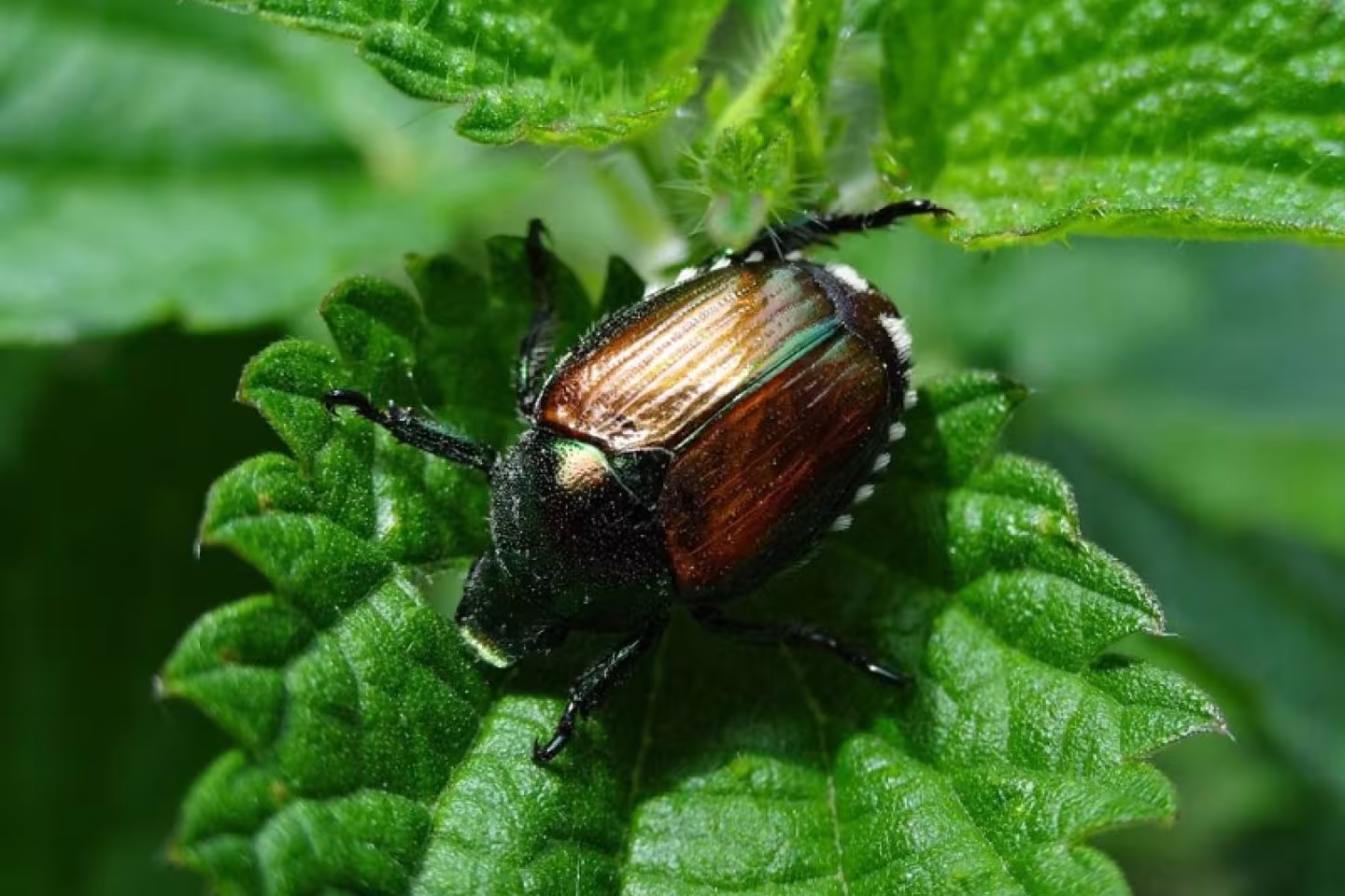 insecte