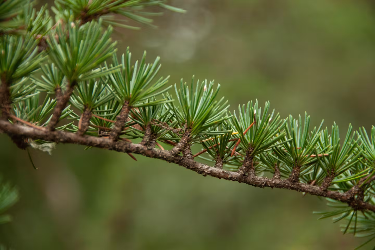 TIERS-ESV