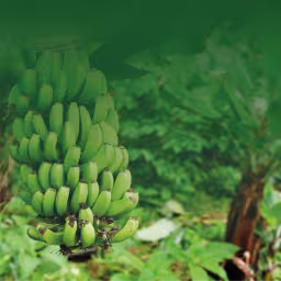 banana