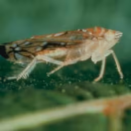 synthèse