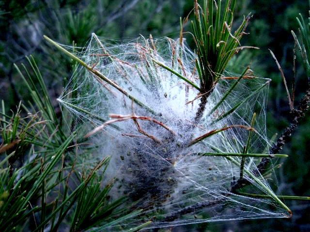 processionnaire du pin