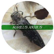Agrilus anxius
