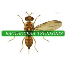 Bactrocera tsuneonis