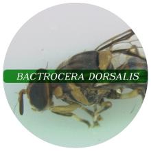 Bactrocera dorsalis