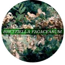 Bretziella fagacearum