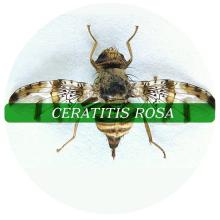 Ceratitis rosa