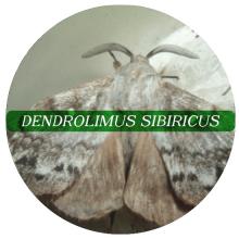 Dendrolimus sibiricus
