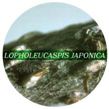 Lopholeucaspis japonica