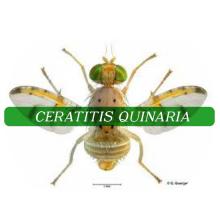 Ceratitis quinaria