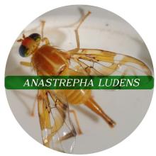 Anastrepha ludens