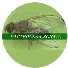 Bactrocera zonata