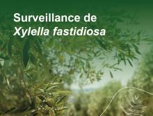 Surveillance Xylella fastidiosa