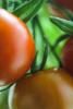 tomates