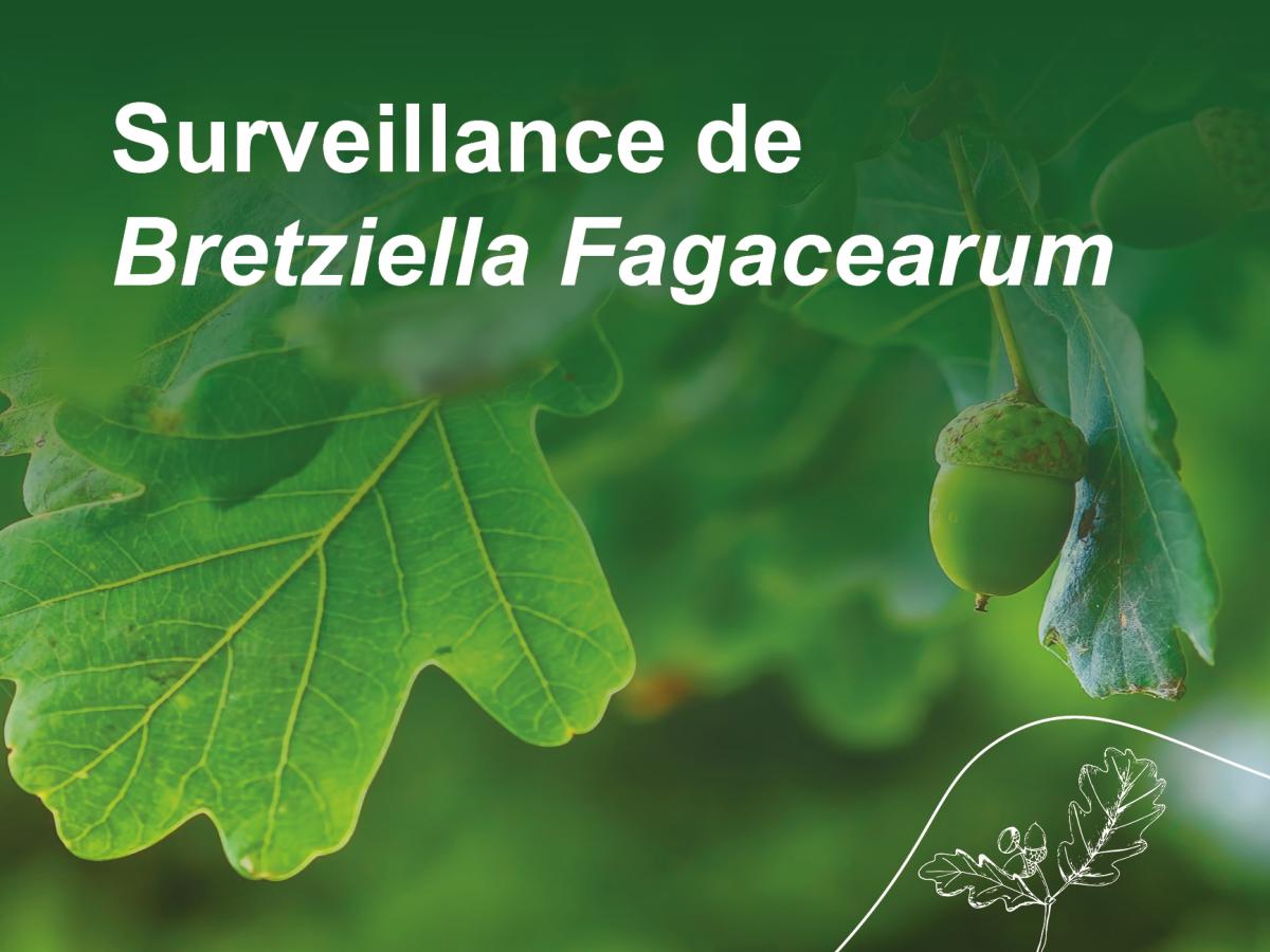 Surveillance de Bretziella Fagacearum