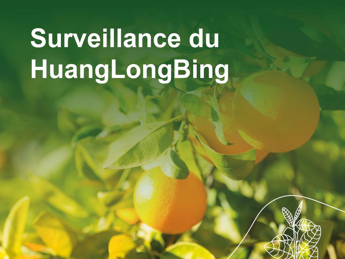 Surveillance du HuangLongBing