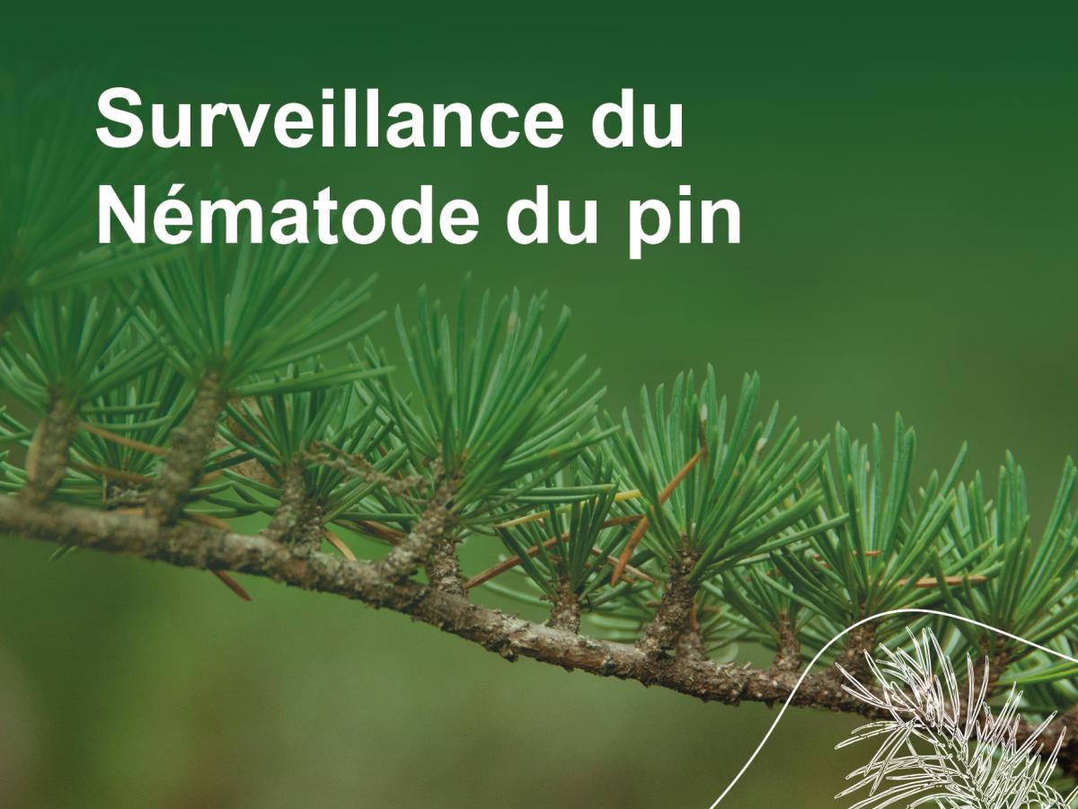 Surveillance du Nématode du pin