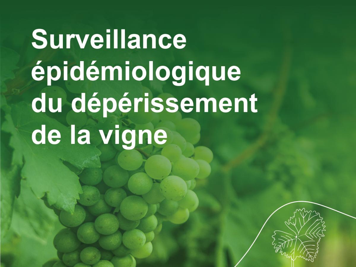 Surveillance épidémiologique du dépérissement de la vigne