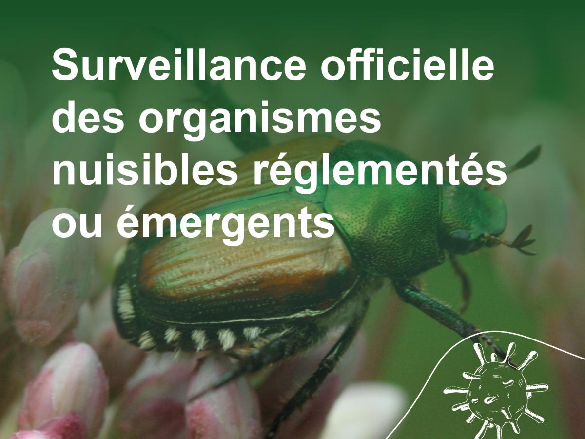 Surveillance officielle des organismes nuisibles réglementés ou émergents